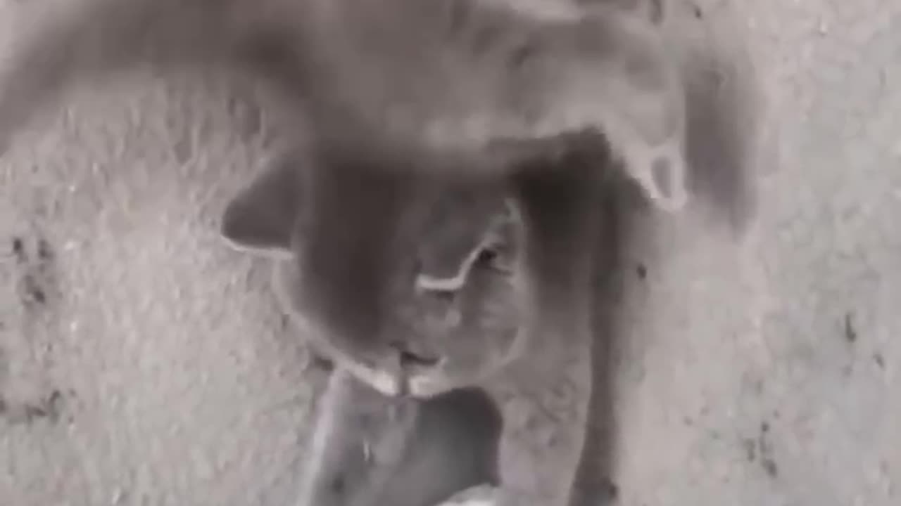 Fun of cat and human animal love video !! Rumble