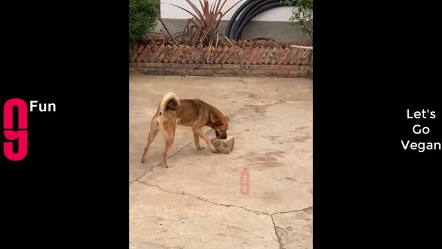 try not to laugh