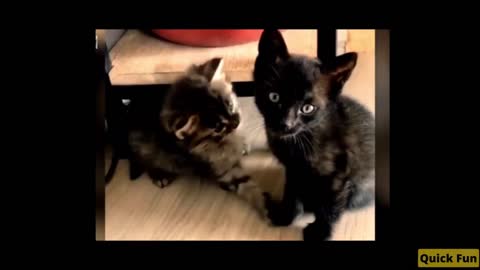 Dogs and Cats Very Funny Videos