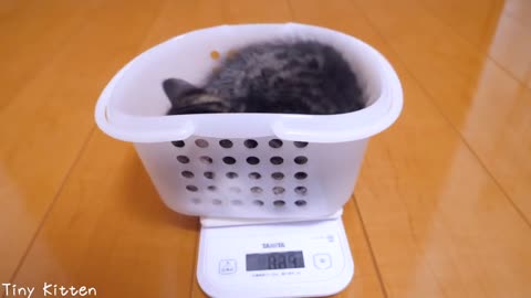 Kitten Coco weigh for the first time