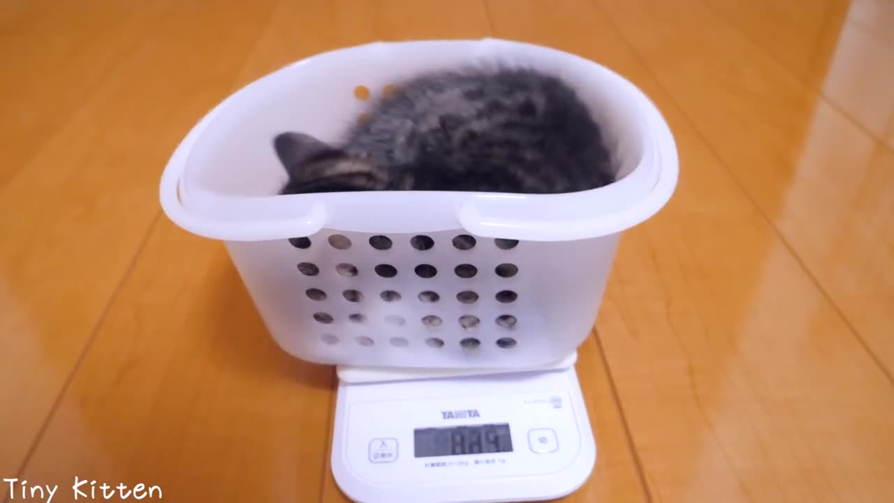 Kitten Coco weigh for the first time