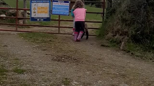 Little Girls Playing With Pet Lamb on Farm