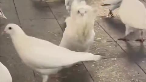 when you are extra fabulous