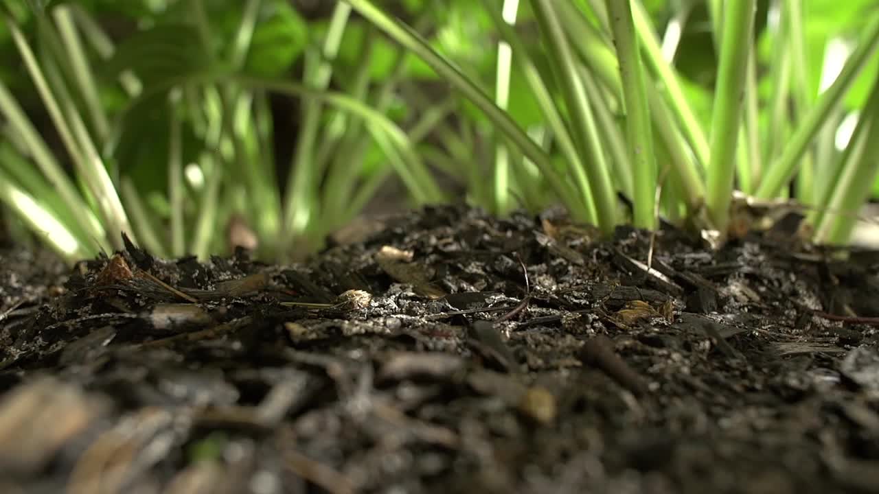 Midnight Garden Time Lapse (Free to Use HD Stock Video Footage)