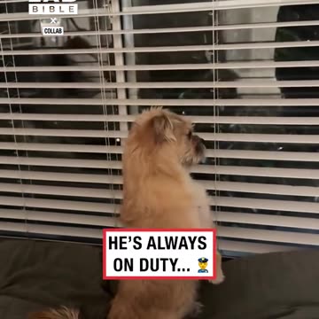 Dog sits up by window like guard dog 🐶