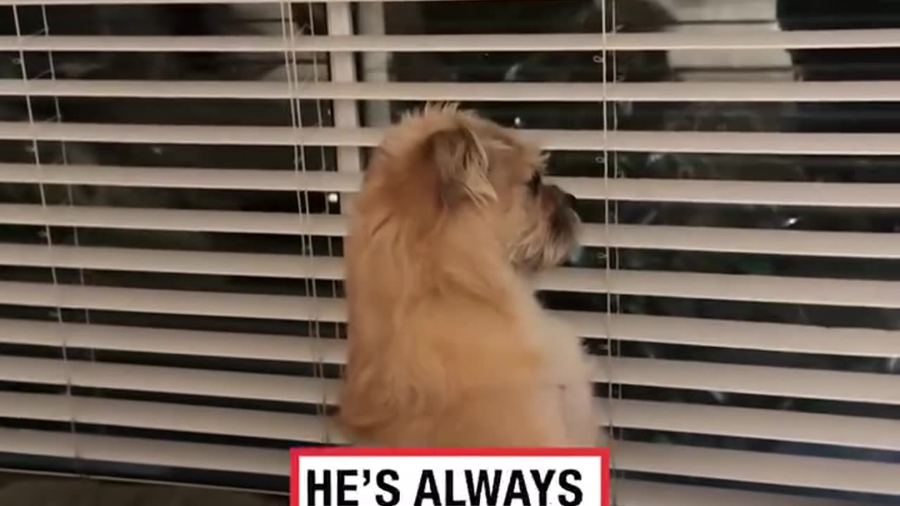 Dog sits up by window like guard dog 🐶