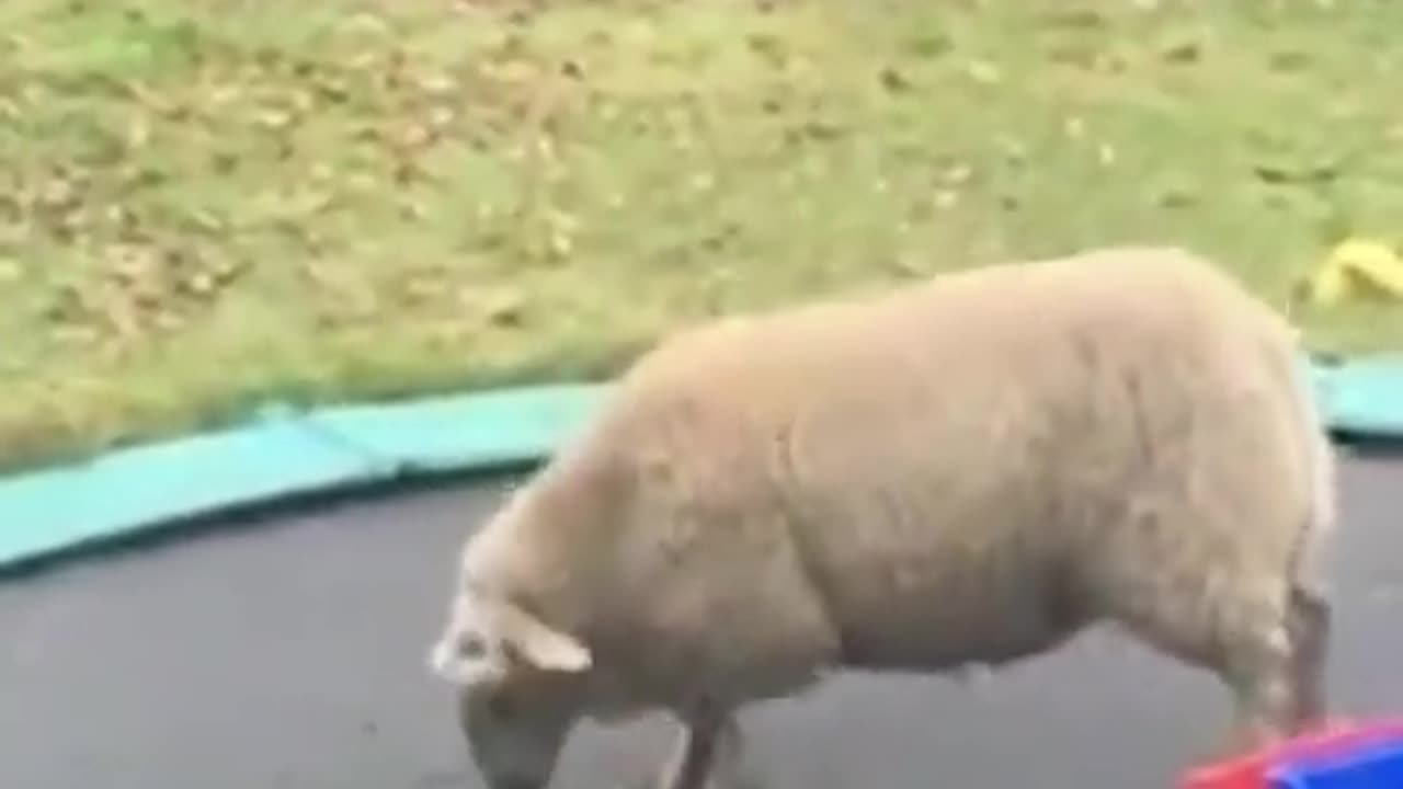 Sheep gets double bounced on trampoline