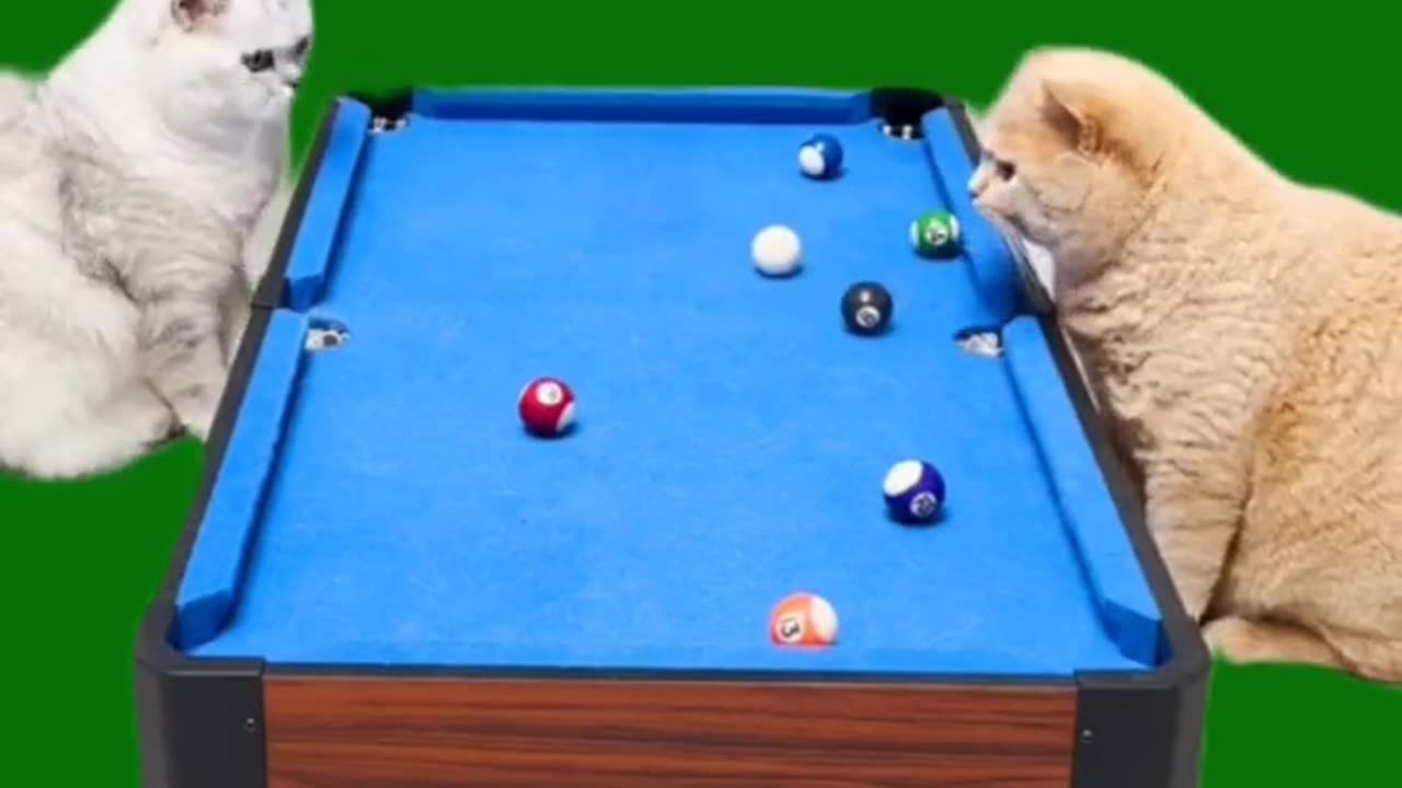 Cats and dogs 🐕🐶🐕