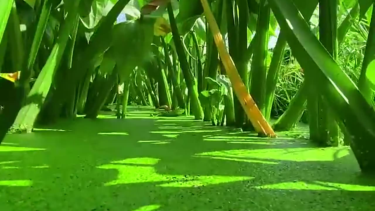 the beauty of nature - You didn't think it was that beautiful #satisfying