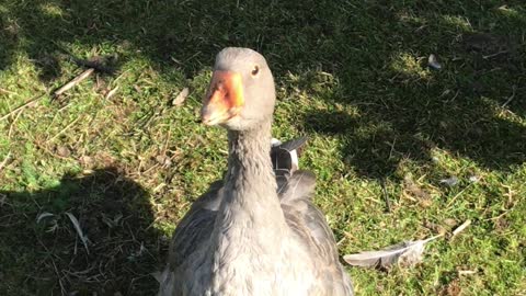 curious duck