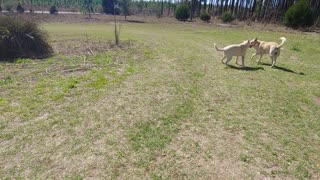 german shepherds play all day