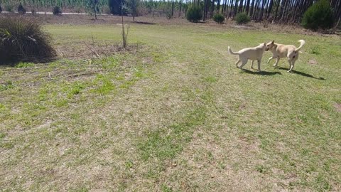 german shepherds play all day