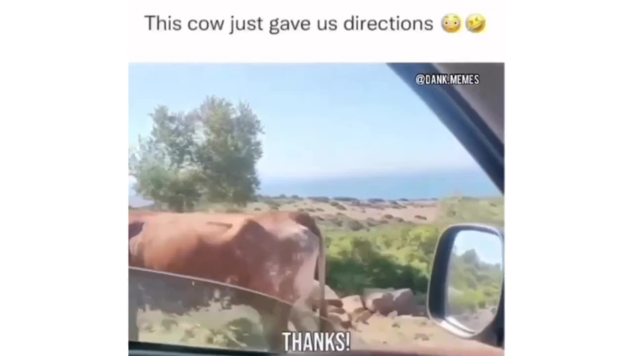 When Cows Become GPS: Travel Tips from a Bovine!