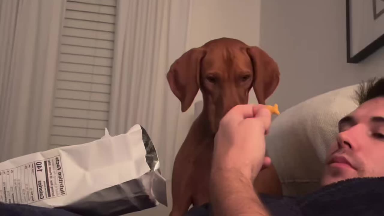 Hungry pup hilariously drools over goldfish snack