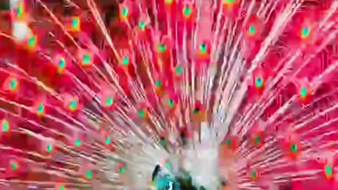 A cute peacock making fun😁😃😁😃