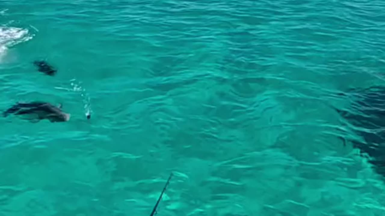 Greatest Fishing Videos of All Time Part 2