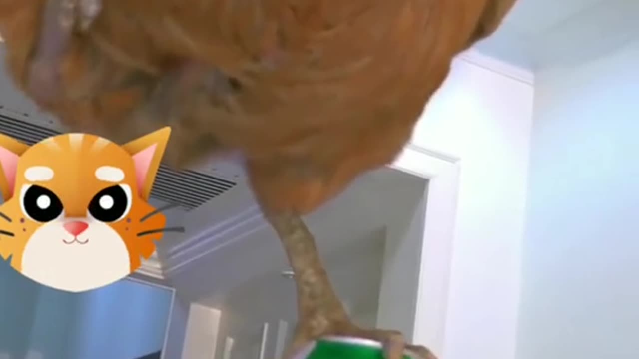 Funny cat