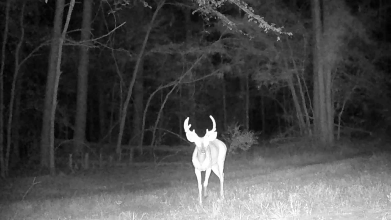 Deer Drama, TX Night Hog's & Deer Wkly, 8/17/24