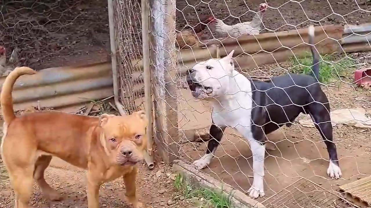 Fight dog