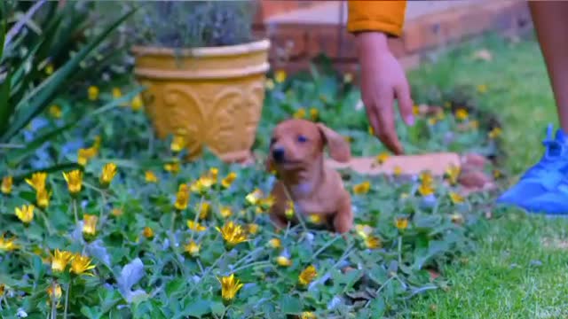 Cute DOG