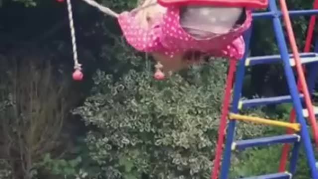 Crazy Cat
