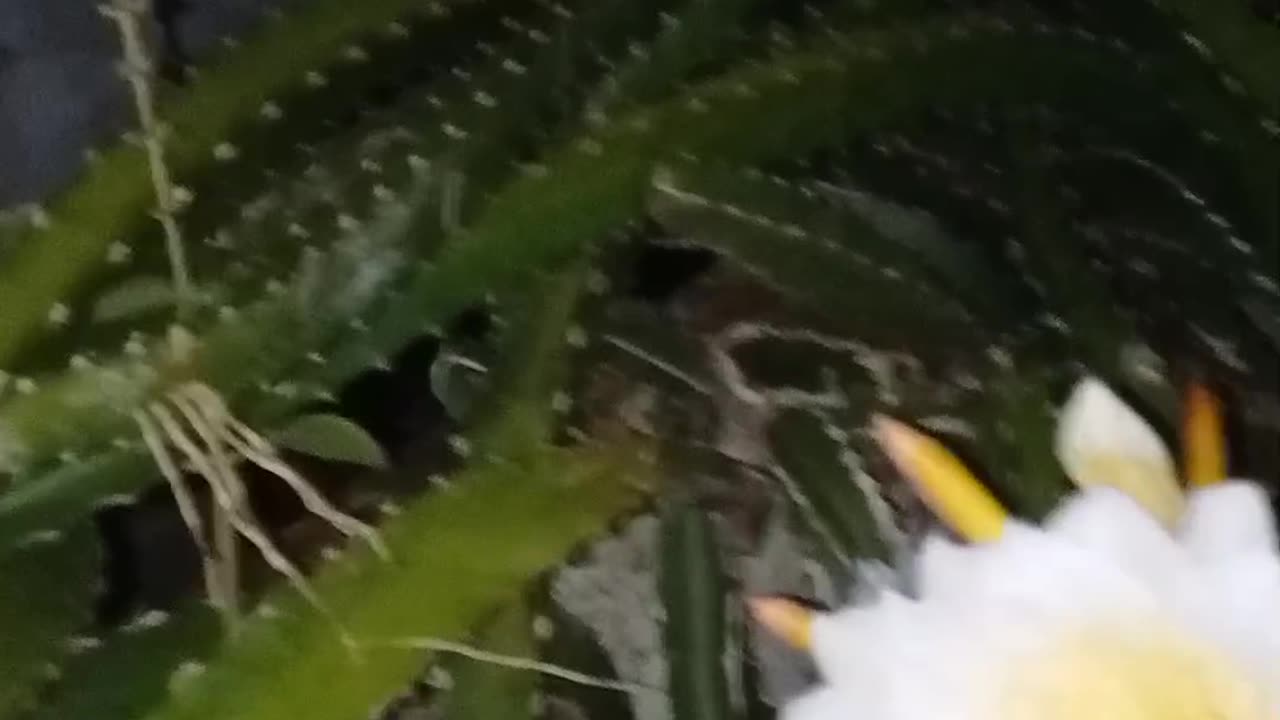 Dragon fruit
