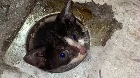 The rescue of a trapped stray cat.