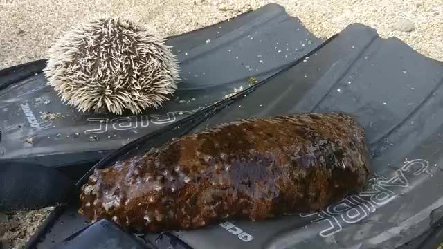 Sea Cucumber and Sea Urchin St Lucia East Winds Resort_Cut