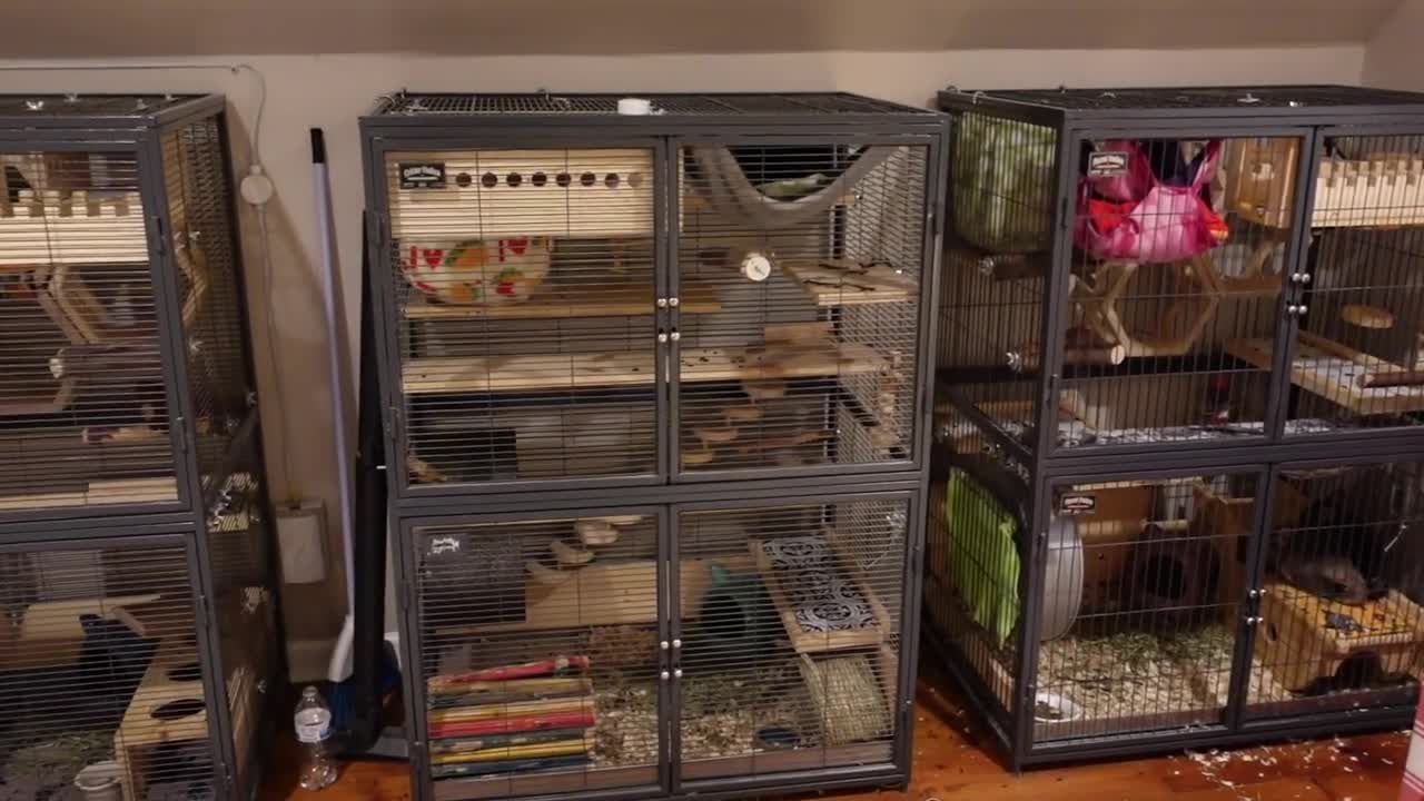 The Official Chinchilla Care Series - Introduction