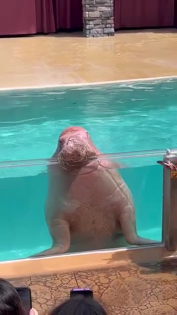 Sea lion poses for a picture with a kid 😍