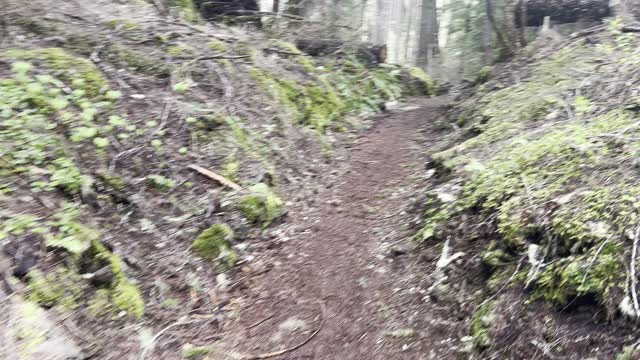 Leaving Long Rustic Bridge & Re-Entering Old Growth Forest – Clear Lake – Central Oregon – 4K