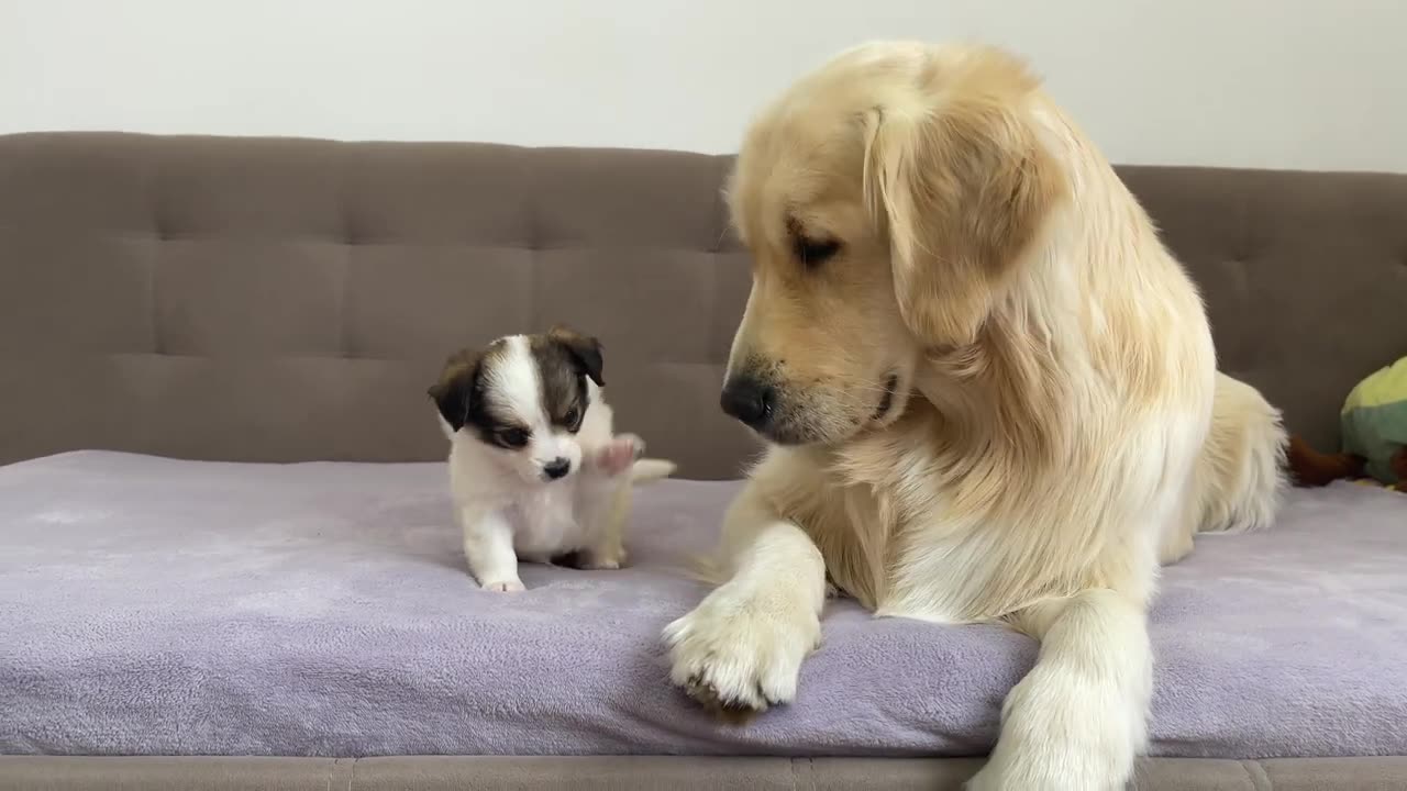 Poor Golden Retriever Attacked by Adorable Puppy