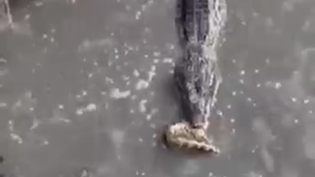 alligator snaps anaconda and fight for survival impresses