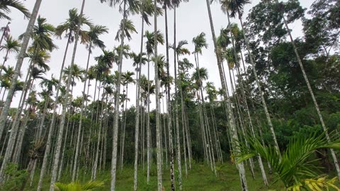 Vayanadu kerala forest