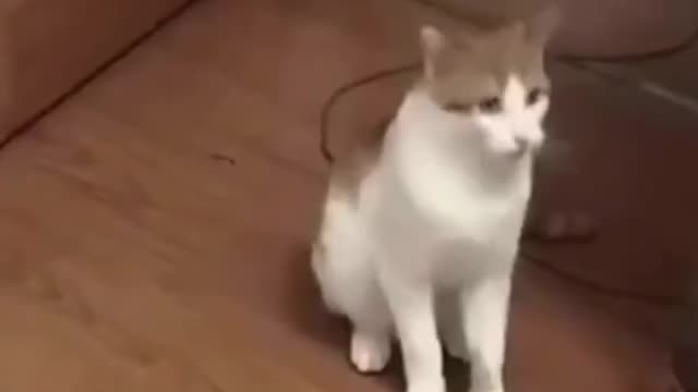 Funny Animals video 😂