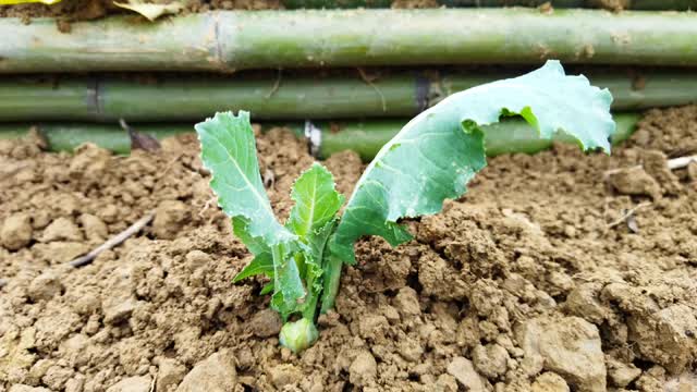 蔬菜種植 Vegetables