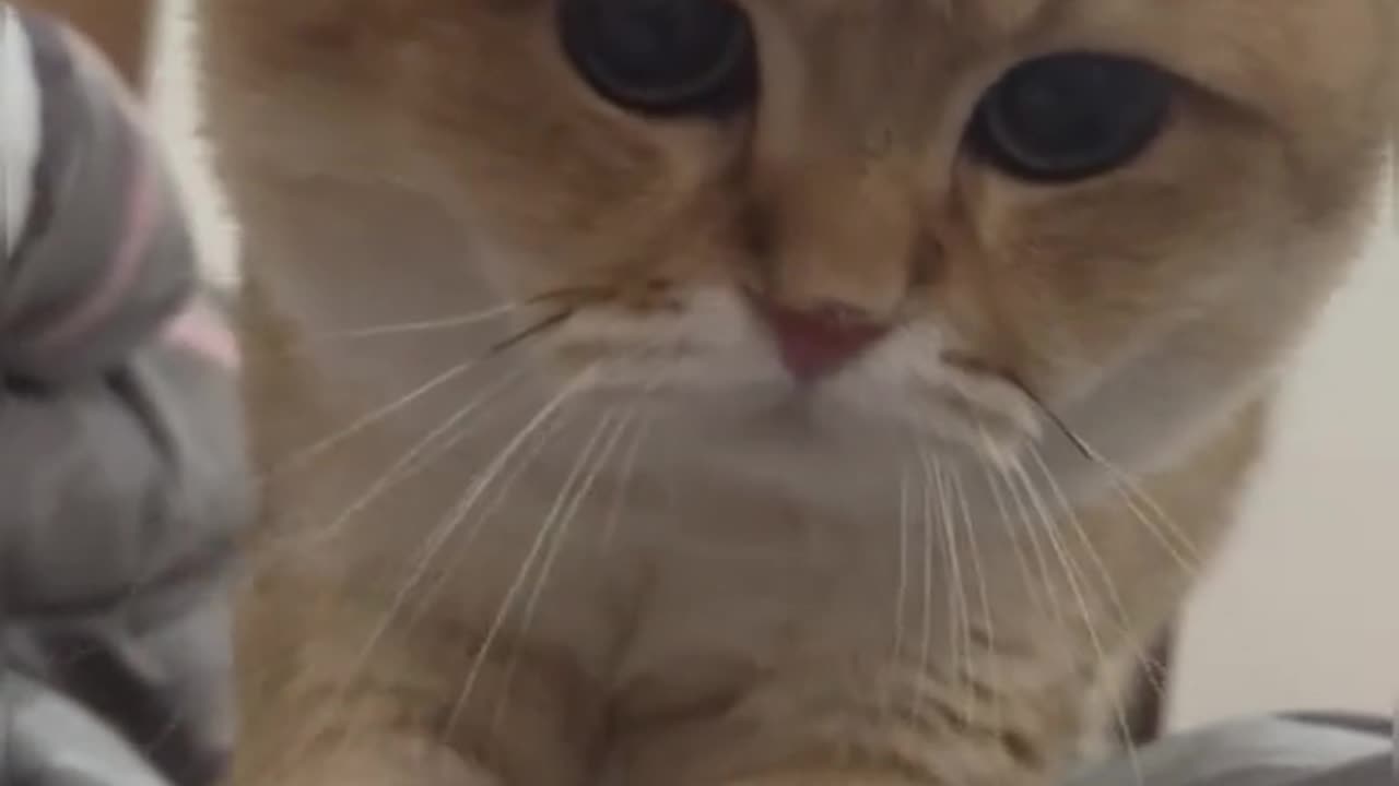 cat funny 😄