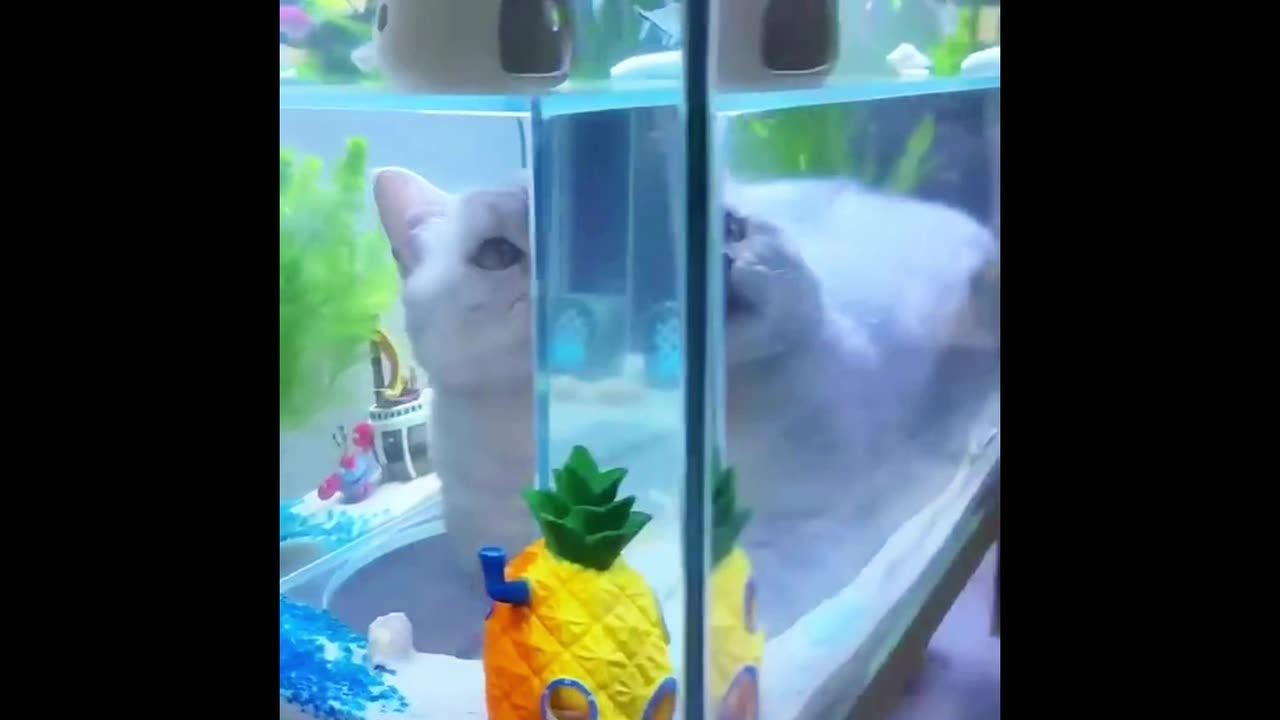 Cat enjoy with fish 🐟,# fish & cat 🐈,# cute 🥰 cat.