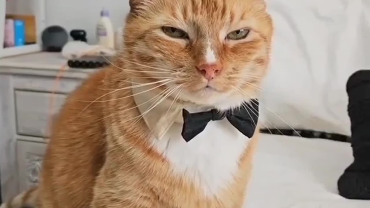 Un_ goto_mony_bonito_comedy😸😺😃 #funny