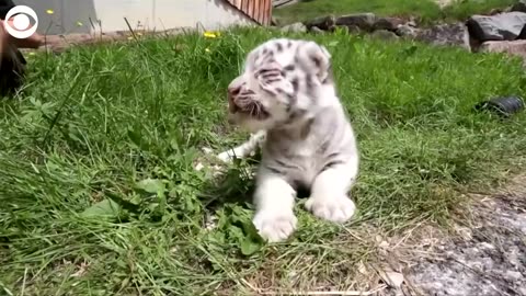 cute white banghal tiger babies to adult!!!!