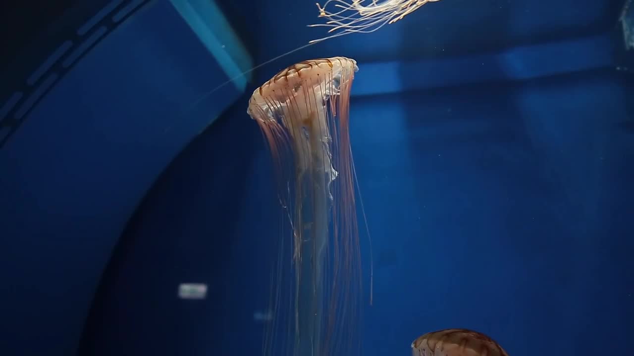 jellyfish swimming inside the aquarium