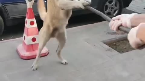 Stray dog turned into Lion