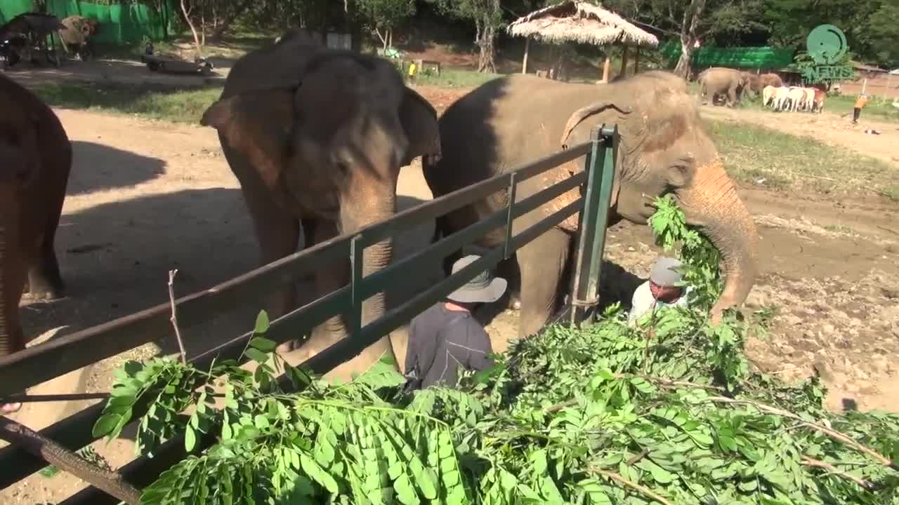 Tree Pruning A Nutritious Snack For Elephants - ElephantNews