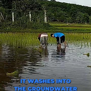 🌽 The Most Important Crop on Earth: Corn 🌽