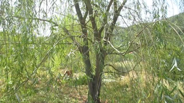 Tales from under the trees