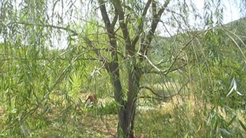 Tales from under the trees