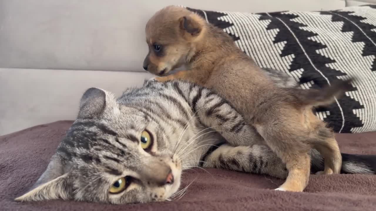 Funny Cat Reaction to Puppies [Kitty sees them for the First Time]