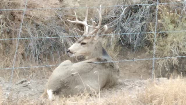 Buck relaxing this Christmas Eve