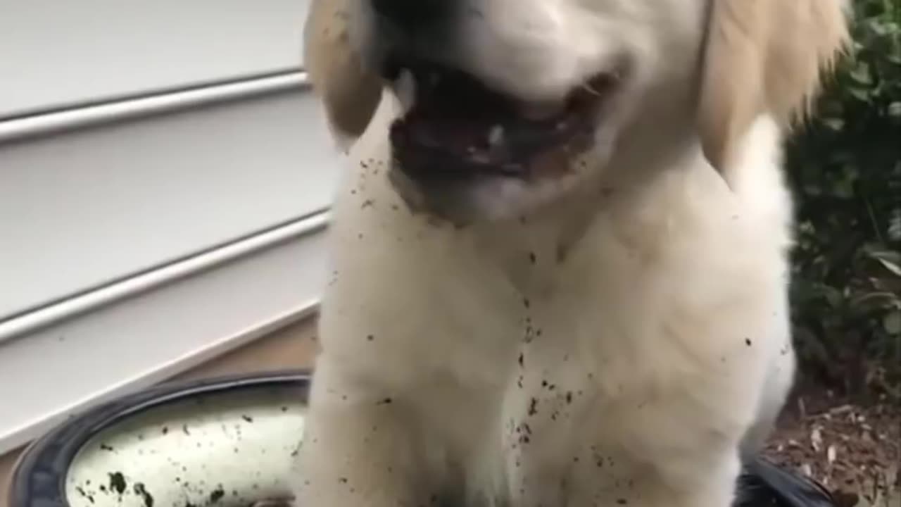 The cutest puppies on the internet