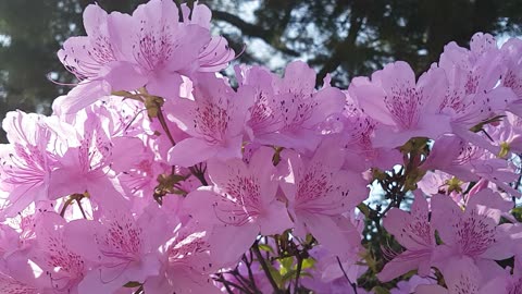 Beautiful view of flowers in a village